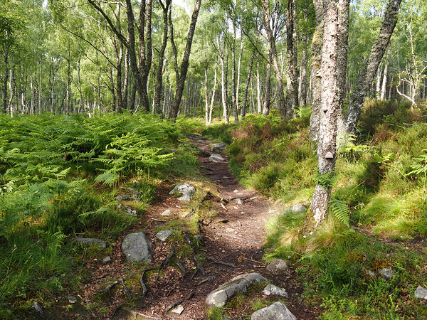 Scottish Highlands Birch Path                                                                                                                      Print