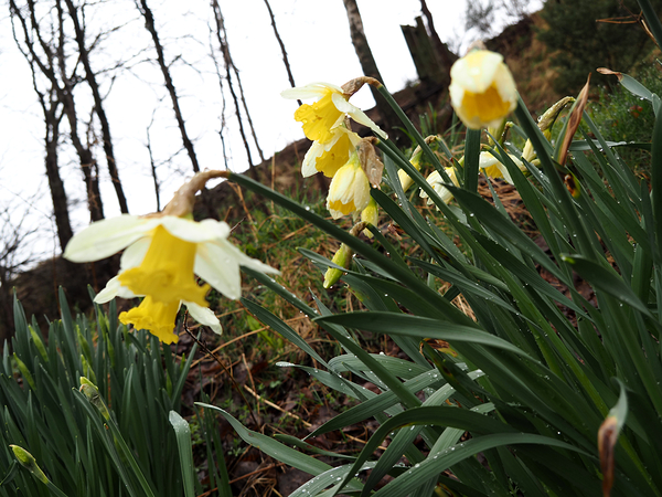  Daffodils Song in the Scottish Highlands                                                                                                                     Print