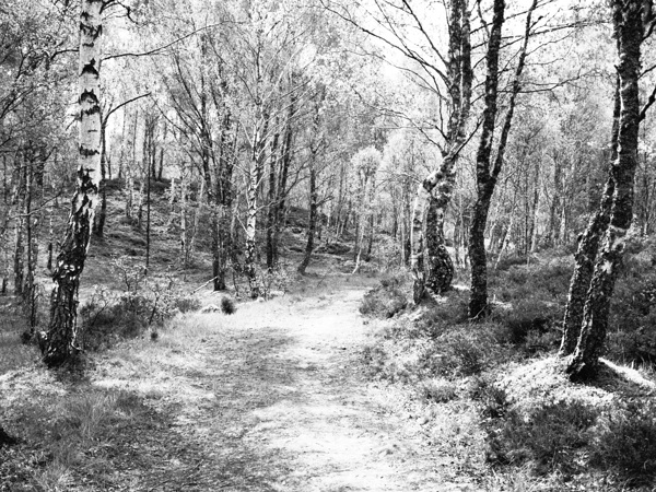 Serene Spring Forest in the Scottish Highlands                                                                                                                      Print