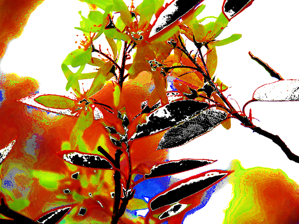 Abstract Florals                                                                                                                      Print