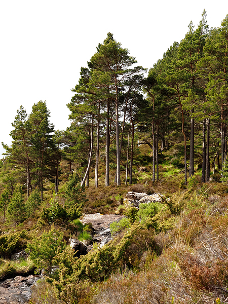  Scottish Highlands Wild Places                                                                                                                     Print