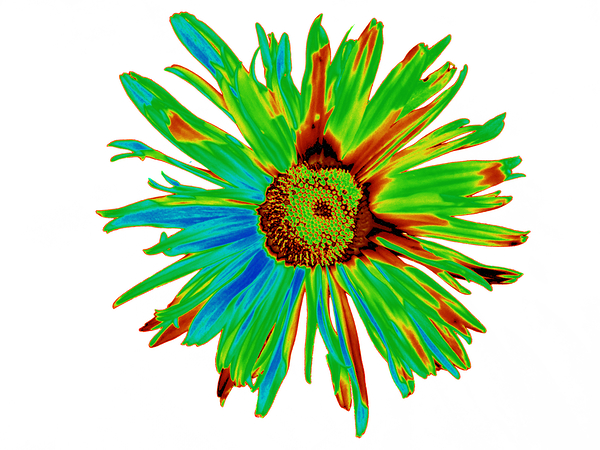 Abstract Neon Psychedelic Daisy Flower Print