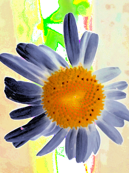 Abstract Surreal Daisy Flower Print