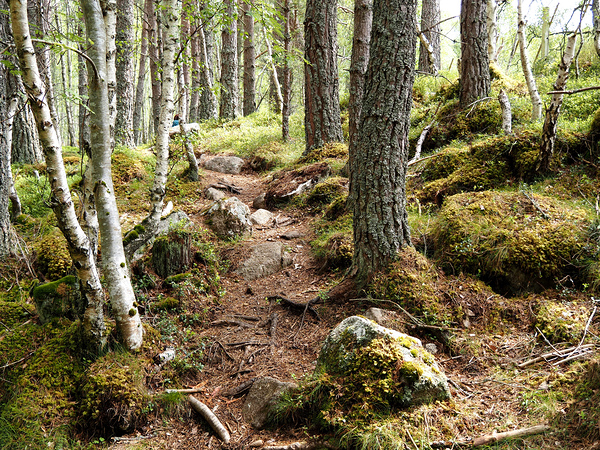  Scottish Highlands Forest Trail                                                                                                                     Print