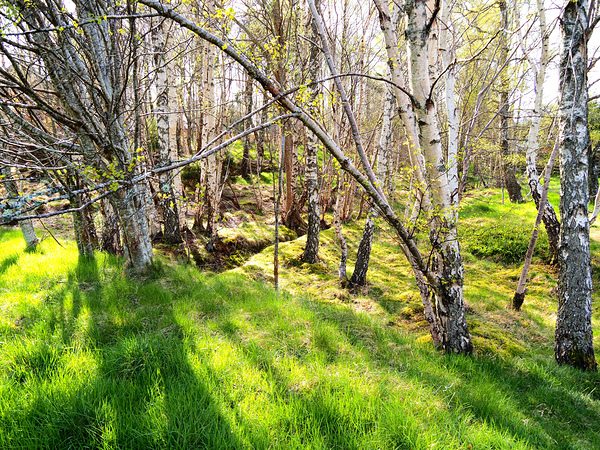  Spring Sunlight and Shadow in the Scottish Highlands                                                                                                                     Print