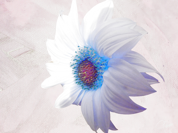 Delicate White Sunflower on  a Pale Abstract Background Print