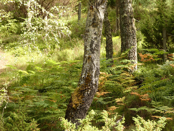 Scottish Highlands Birch Tree Summer Print