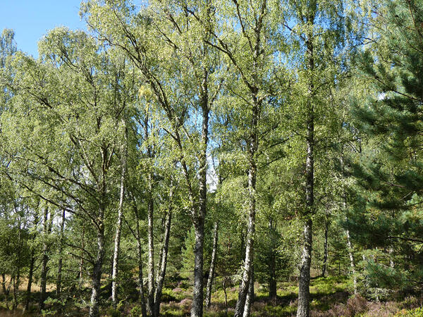 Summer Birch in the Scottish Highlands Print