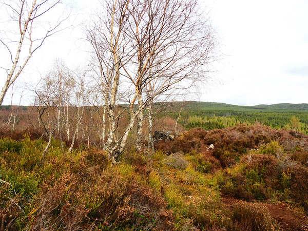  Spring Nature Landscape in the Scottish Highlands                                                                                                                     Print
