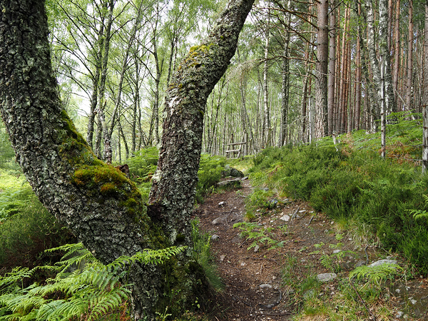 Birch Guardian in the Scottish Highlands                                                                                                                       Print