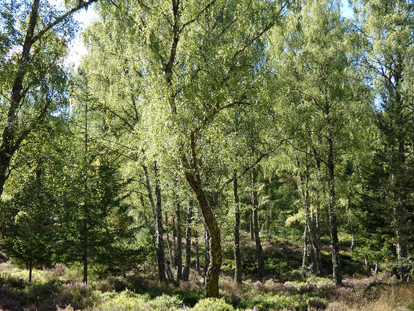 Scottish Highlands Summer Birch Forest  Print
