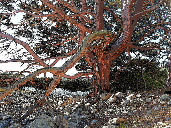 Majestic Pine by Loach Vaa                                                                                                                      Print