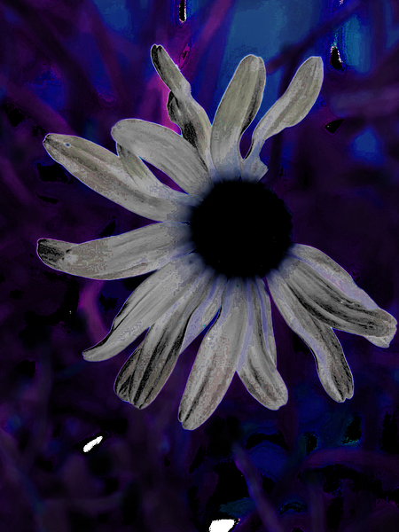 Abstract Neon Dark Daisy Print