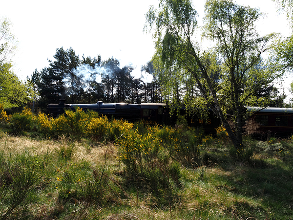  Strathspey Steam Railway on the Go                                                                                                                     Print