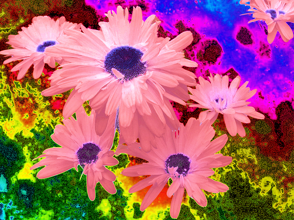 Abstract  Striking Daisy Flowers Print