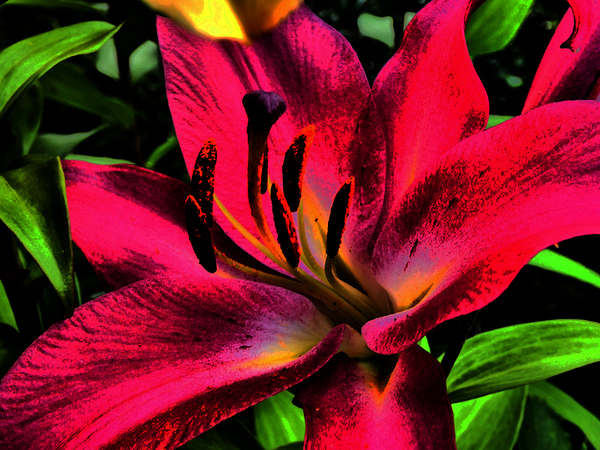 Abstract Lily Flower Close Up  Print