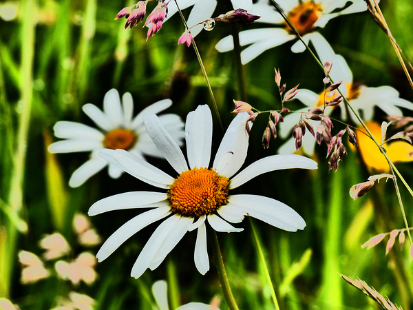  Wild Daises in the Scottish Highlands  Print