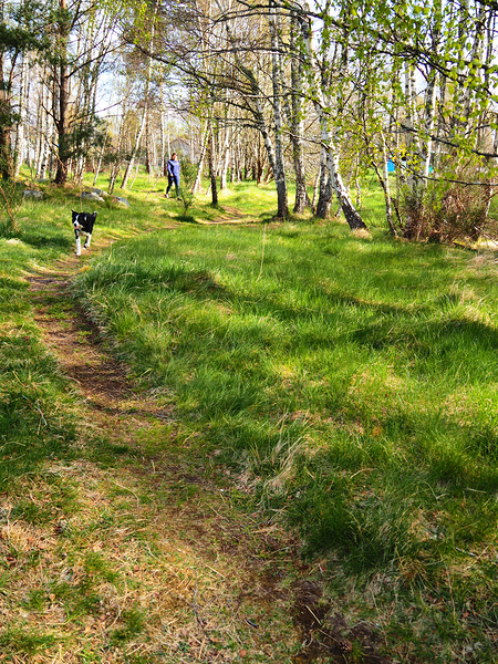 Scottish Highlands Spring Woodland Dog Walk                                                                                                                      Print