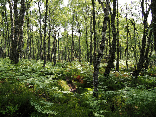 Springs Happiness through the Scottish Highlands                                                                                                                      Print