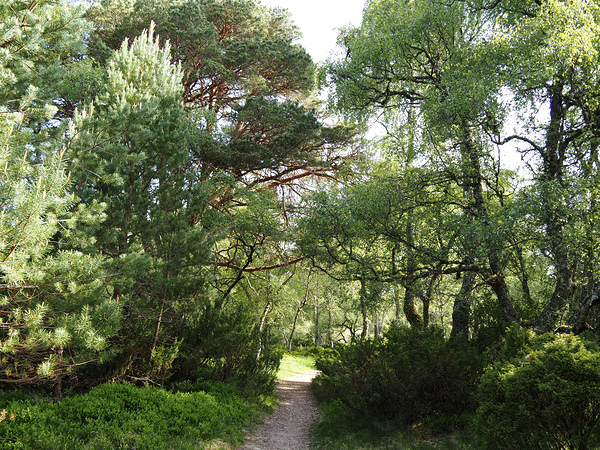 Mays Delight in the Scottish Highlands                                                                                                                Print