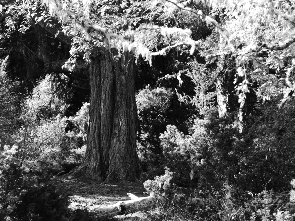 Pine Tree in Black and White Print