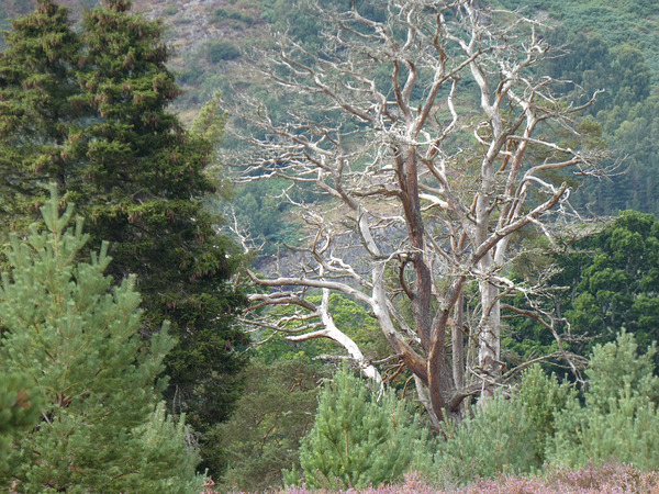 Still Majestic  Print