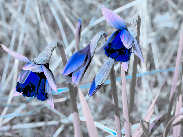 Blue Surreal Daffodils                                                                                                                      Print