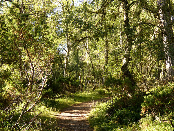 Scottish Highlands Forest Path  Print