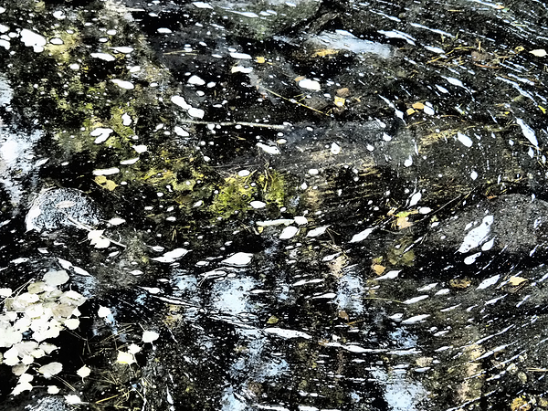 Eddies in Forest Stream                                                                                                                      Print