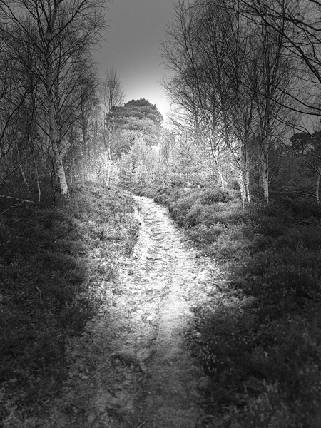 Scenes from the Trail- Forest Walk Through the Scottish Highlands Print