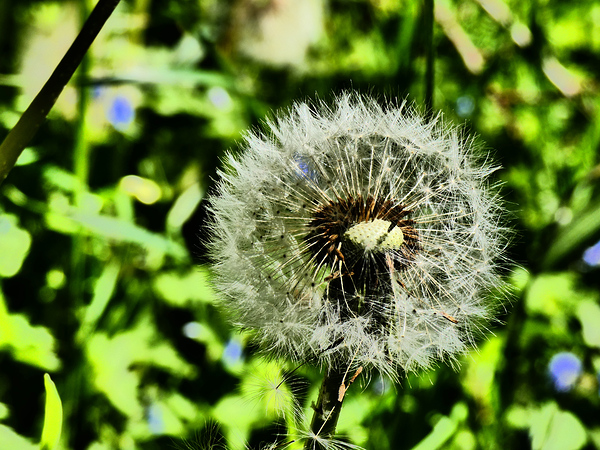 Spring Dandelion Print