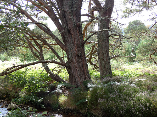 Green Pine Forest Dream Print