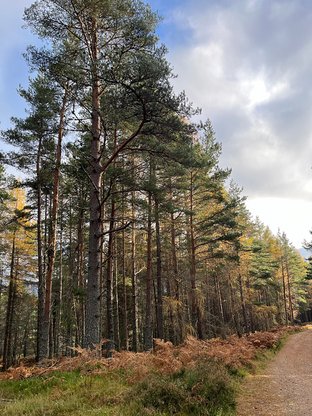 Autumnal Serenity in the Scottish Highlands Print