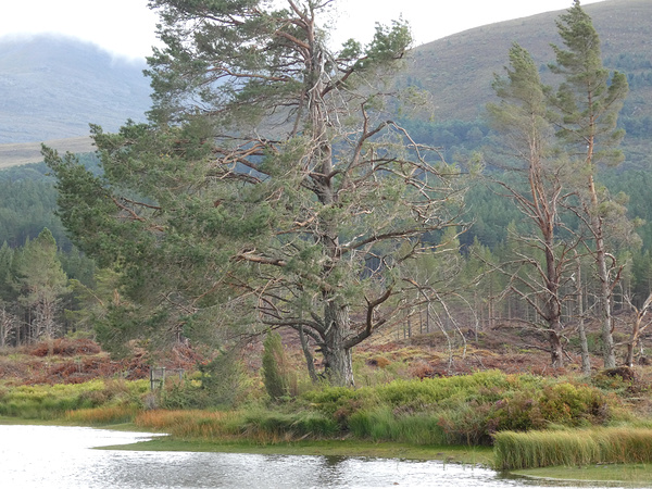 Scottish Highlands Overcast Tranquility  Print