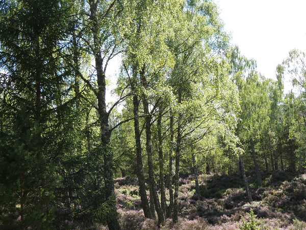 Scottish Highlands Birch Woods  Print