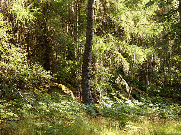 Scottish Highlands Summer Ferns in the Forest Print
