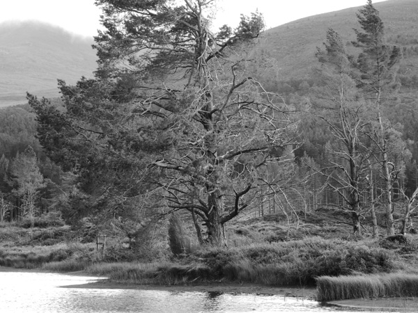 Monochrome Solitary Pine Print