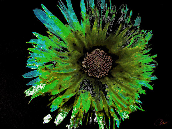 Abstract Daisy in Contrast Print