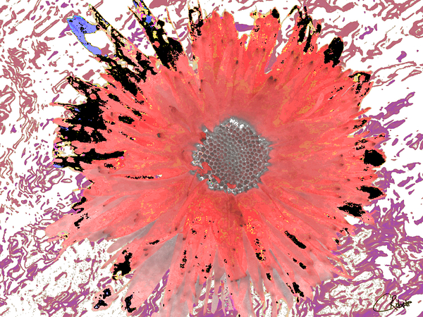 Abstract Vibrant Red Daisy Flower  Print