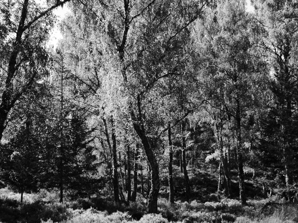 Scottish Highlands Black and White Forest Print