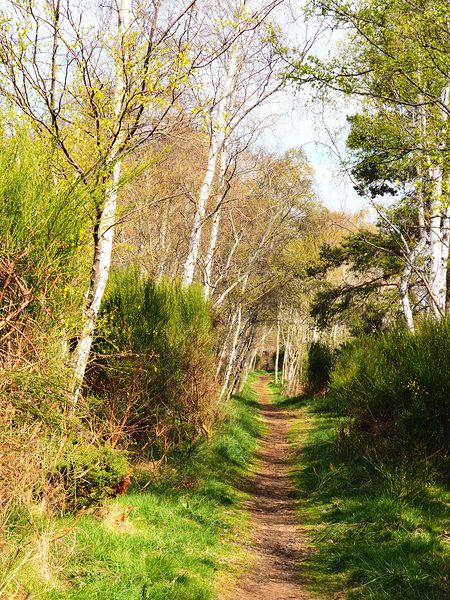 Spring Forest Path in the Scottish Highlands                                                                                                                       Print