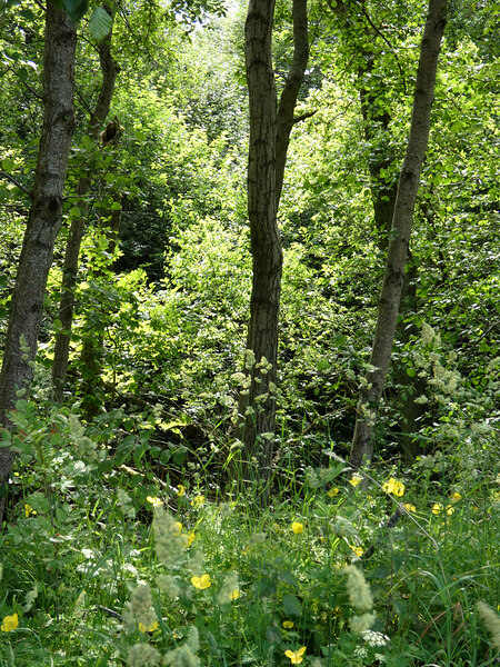 Forest Spring in the Scottish Highlands Print