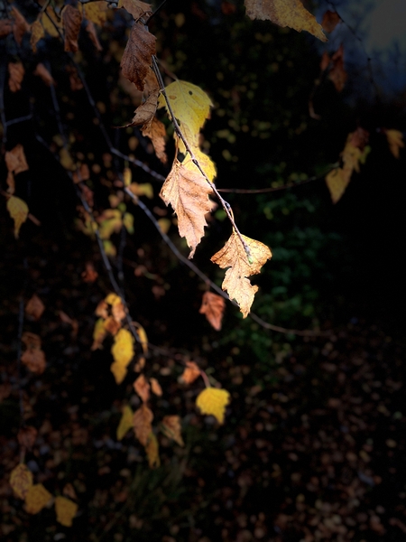 Portraits of Plants- Golden Leaves Print