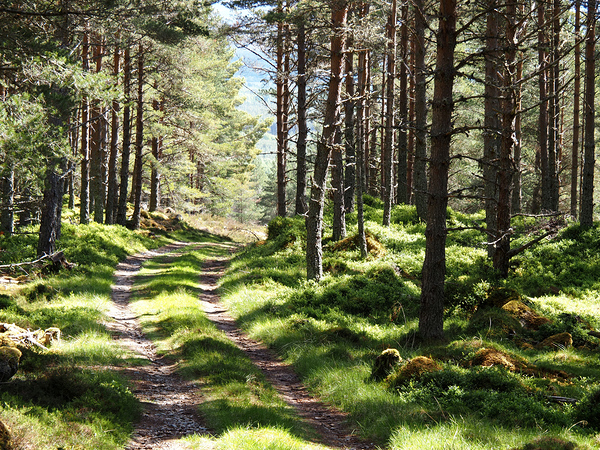  Scottish Highlands Nature Trail                                                                                                                     Print