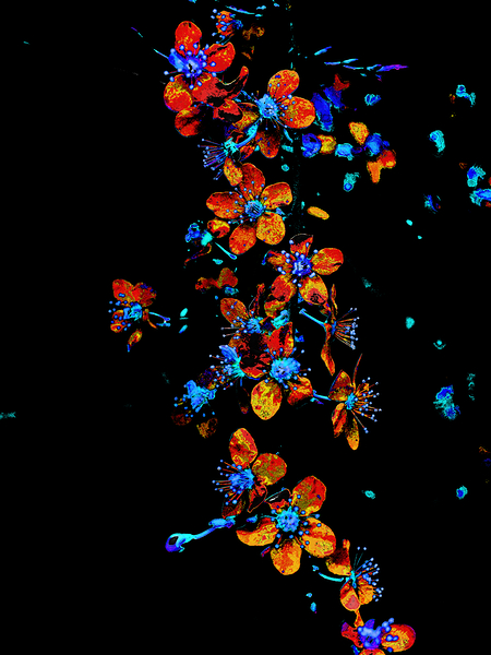  Abstract Vibrant Floral Dance                                                                                                                     Print