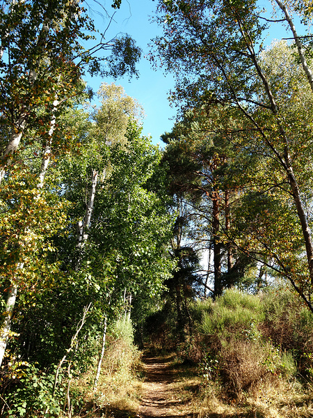 Scottish Highlands Autumnal Sunny Forest Trail                                                                                                                      Print