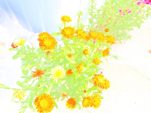  Ethereal Summer Flowers                                                                                                                     Print