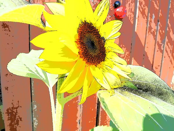 The Sunflower and  Lady Bird                                                                                                                      Print