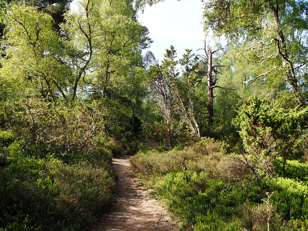  Springs Salute for the Scottish Highlands                                                                                                                     Print