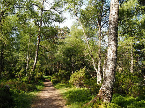  May Trail Through The Scottish Highlands                                                                                                                      Print